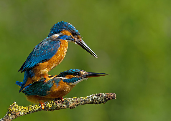 kingfisher
