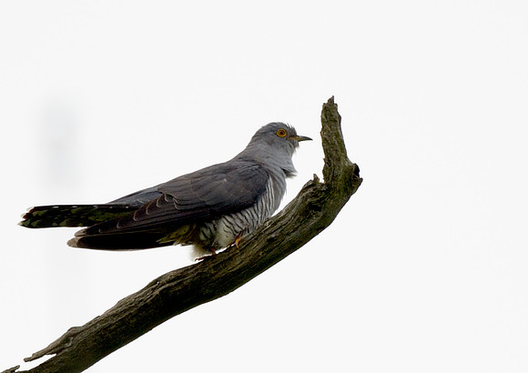 cuckoo1