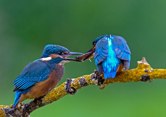 kingfisher