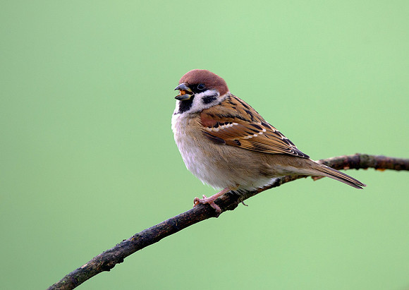 tree sparrow2
