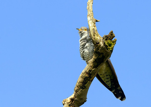 cuckoo2