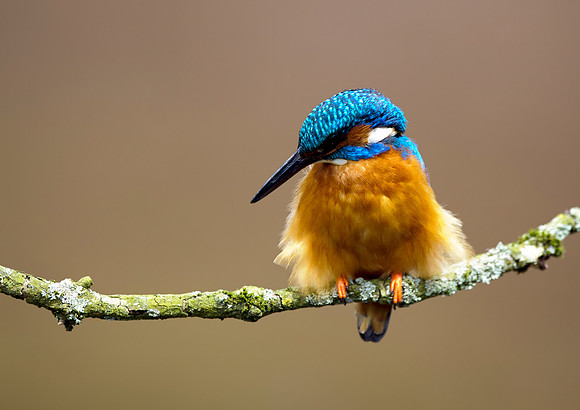 kingfisher6