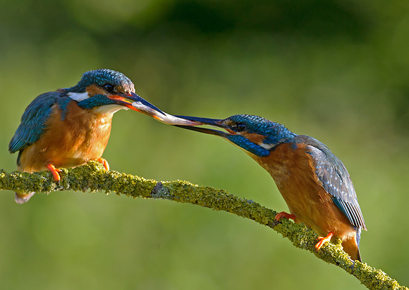 kingfisher