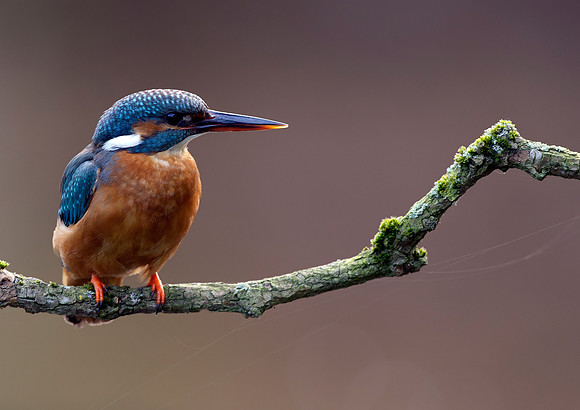 kingfisher8