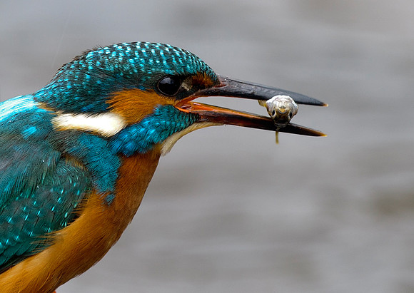 kingfisher15