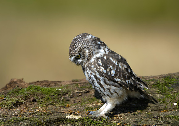 little owl2