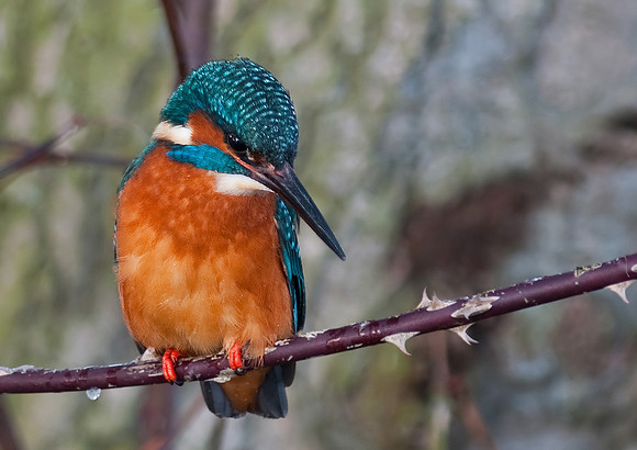 kingfisher10