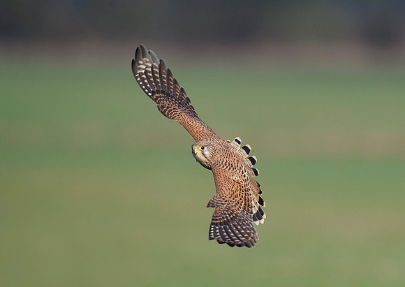kestrel15
