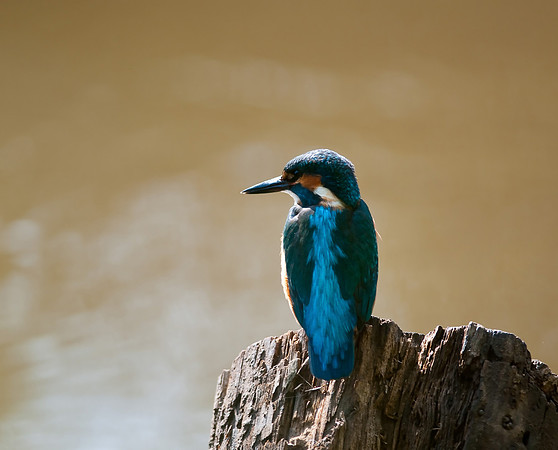 kingfisher11