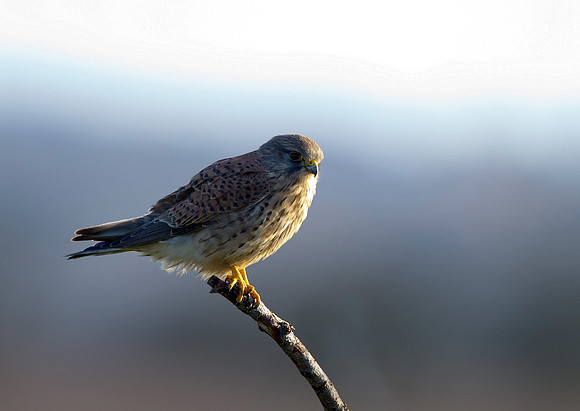kestrel9