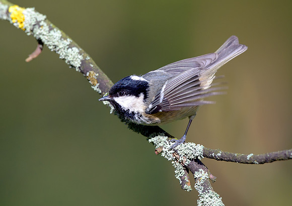 coal tit2