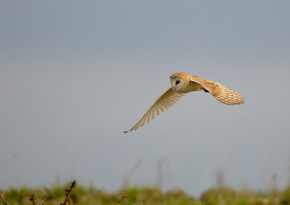 barn owl10