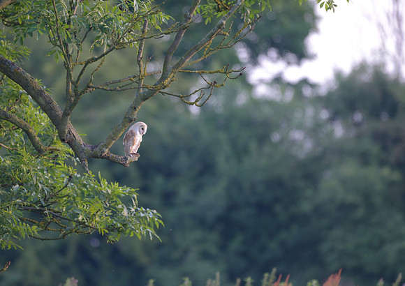 barn owl3