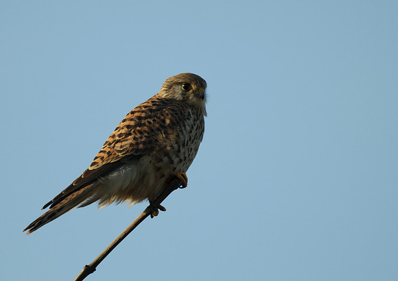 kestrel5