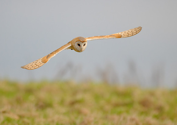 barn owl 5