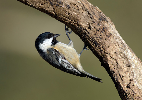 coal tit10