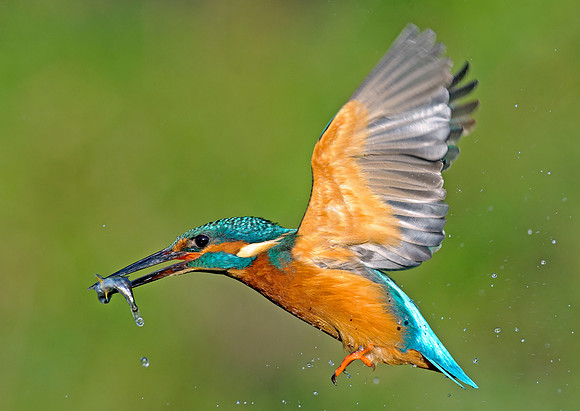 kingfisher