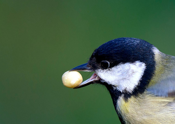 coal tit1