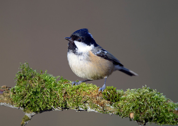coal tit7