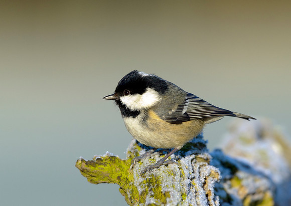 coal tit9