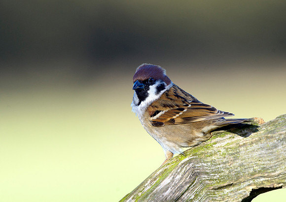tree sparrow5