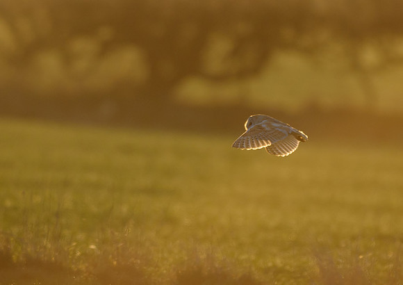barn owl9