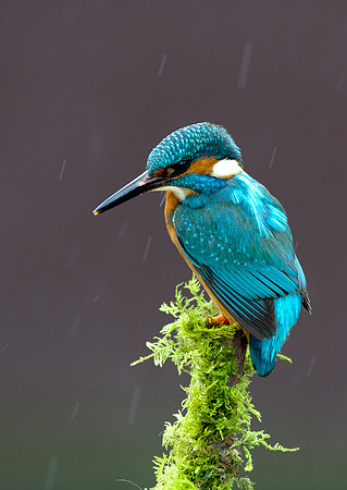kingfisher13