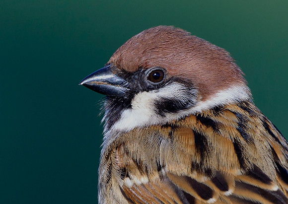 tree sparrow7