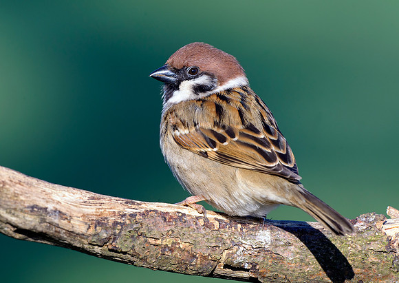 tree sparrow6