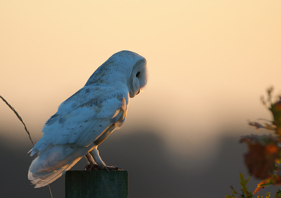 barn owl2