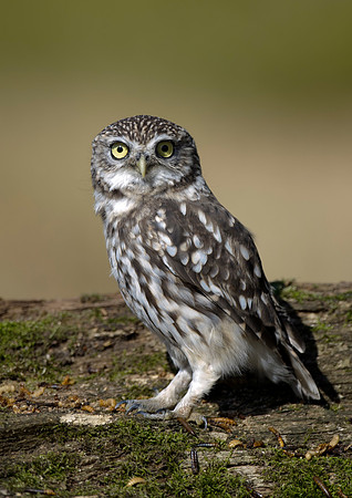 little owl1