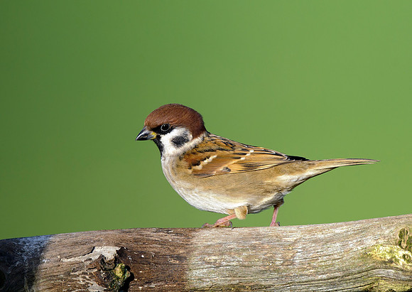 tree sparrow1