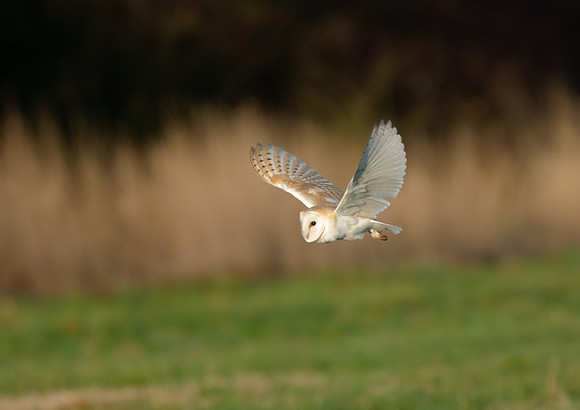 barn owl8