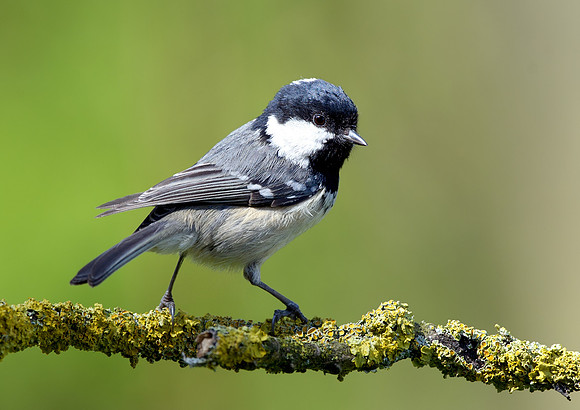 coal tit4