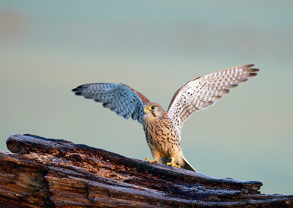 kestrel11