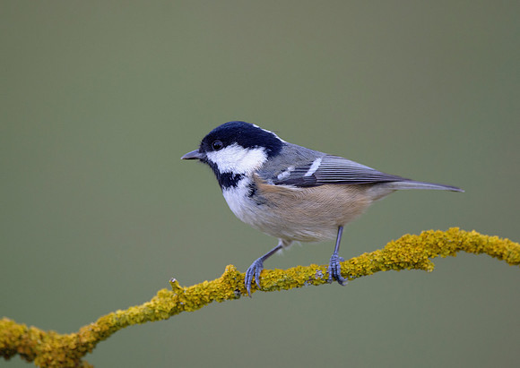 coal tit8