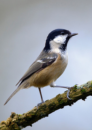 coal tit6