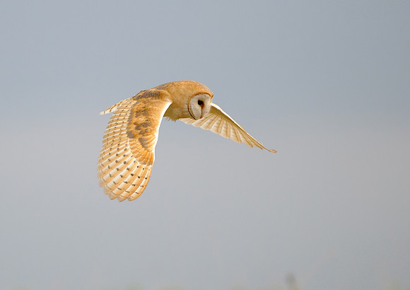 barn owl4