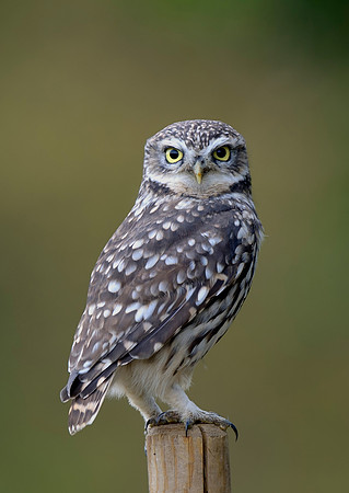 little owl4