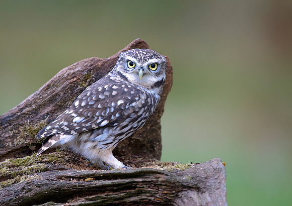 little owl8