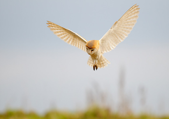barn owl6
