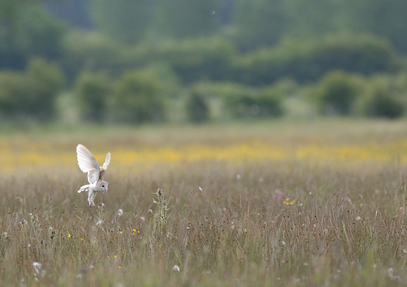 barn owl1
