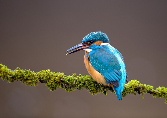 kingfisher16