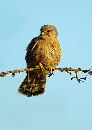 kestrel8