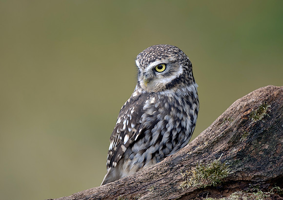 little owl6